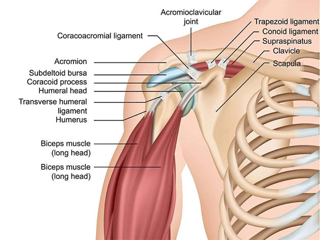 Shoulder Pain? Here's What Could Be Causing It: Bahri Orthopedics